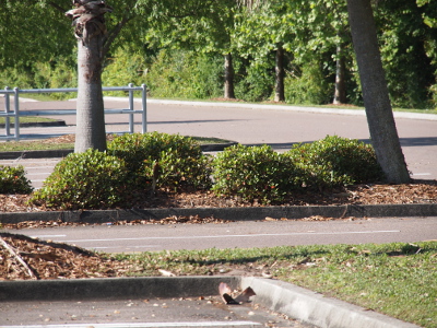 [Within a paved parking lot are several areas surrounded by curbs that contain landscaping. The one with the nest has four bushes neatly trimmed and a palm tree trunk visible on each end.]